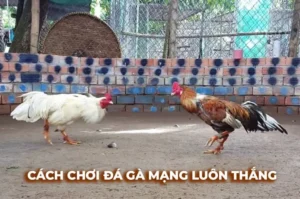 Bí Kíp Cách Chơi Đá Gà Sabong Tại Rongho99 Cực Hay
