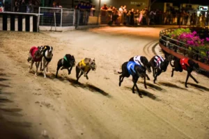 Kinh Nghiệm Chơi Game Đua Chó Rongho99 Thắng Lớn Từ Cao Thủ Lão Luyện