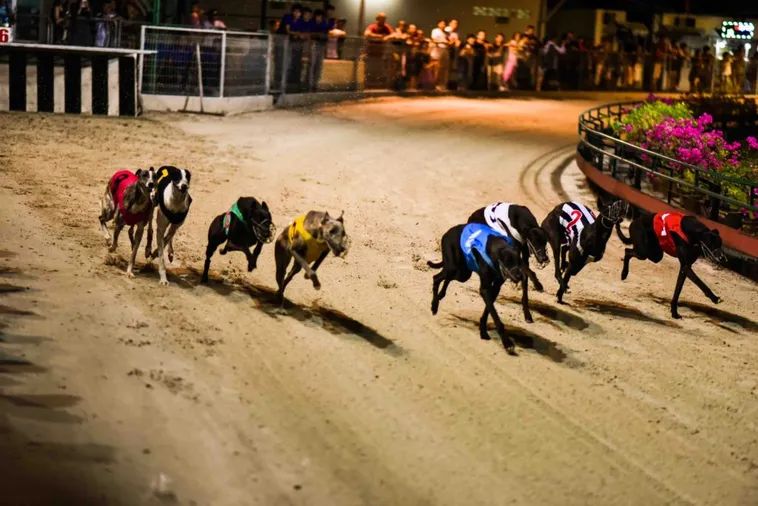 Kinh Nghiệm Chơi Game Đua Chó Rongho99 Thắng Lớn Từ Cao Thủ Lão Luyện 1 Kinh Nghiệm Chơi Game Đua Chó Rongho99 Thắng Lớn Từ Cao Thủ Lão Luyện