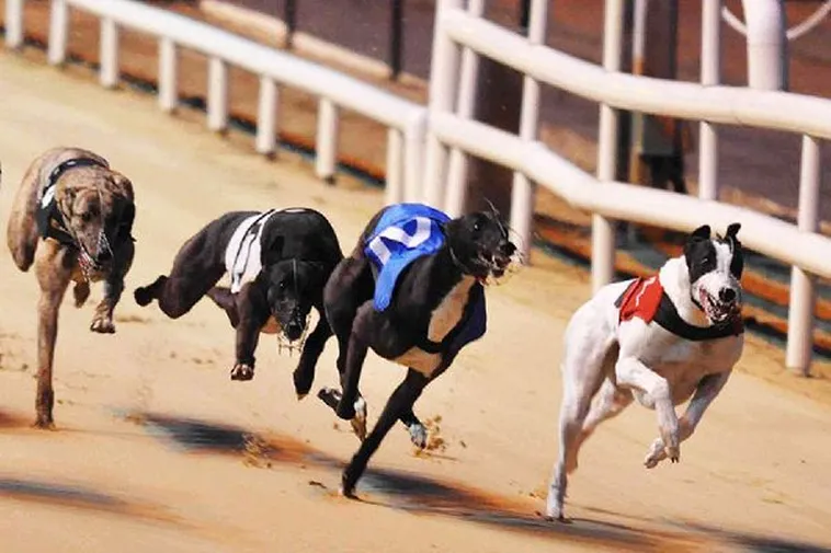 Kinh Nghiệm Chơi Game Đua Chó Rongho99 Thắng Lớn Từ Cao Thủ Lão Luyện 2 Kinh Nghiệm Chơi Game Đua Chó Rongho99 Thắng Lớn Từ Cao Thủ Lão Luyện